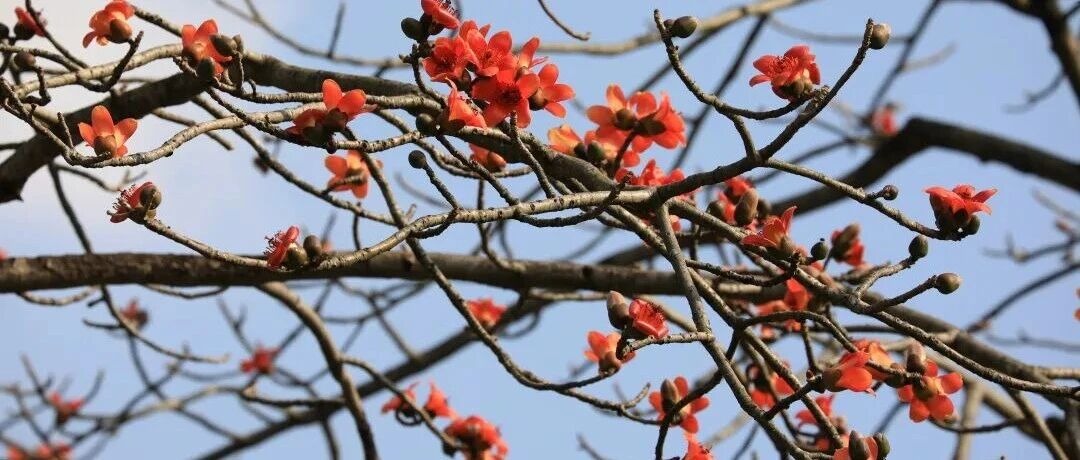 �齫����2(�й���)�ٷ���վ - IOS/��׿ͨ�ð�/�ֻ�APP����